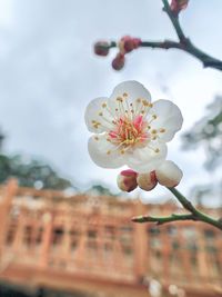 Low angle view of cherry blossom