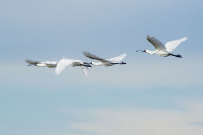 Spoonbills flying in sky