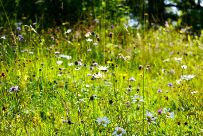 Close-up of purple flowering plants on field