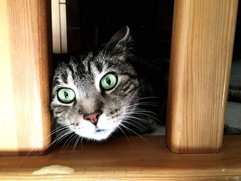 Close-up portrait of cat on wood