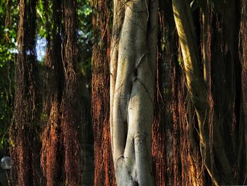 Close-up of tree trunk in forest