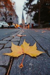 Close-up of autumn leaves on street