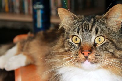 Close-up portrait of tabby cat