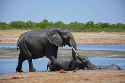 Elephant standing by river against clear sky