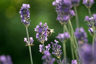 Close-up of bee pollinating on lavender