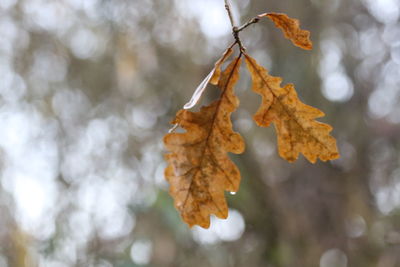 Close-up of dry leaves on tree during winter