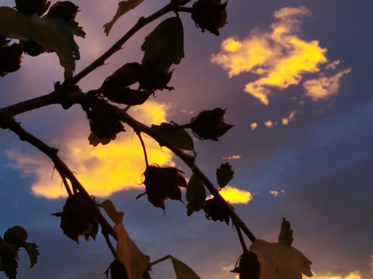 LOW ANGLE VIEW OF SILHOUETTE FLOWERING PLANT AGAINST SKY AT SUNSET