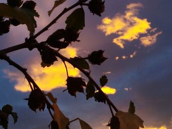 Low angle view of flowering plant against sky during sunset