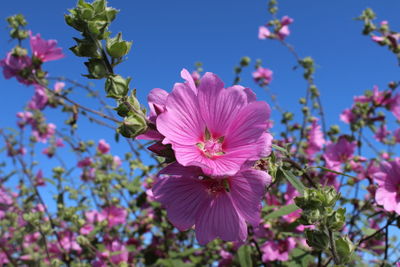 Close-up of pink cherry blossoms against sky