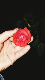 Close-up of hand holding red rose