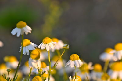 Close-up of yellow flowering plant