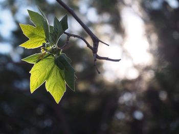 leaf