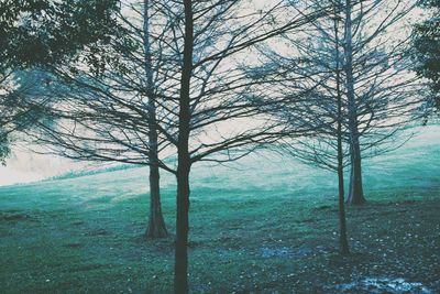 Bare trees against sky