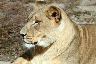 Close-up of a cat