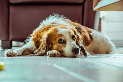 Close-up of dog lying on floor at home