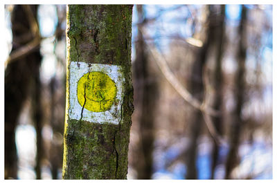 Close-up of yellow tree trunk