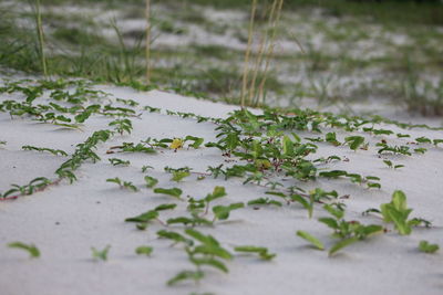 Close-up of leaves on table