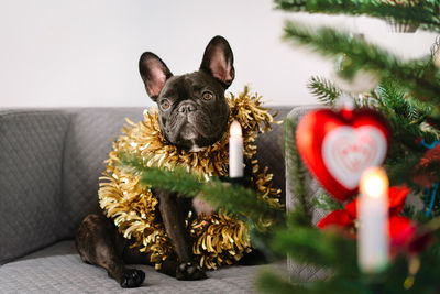 Portrait of a young french bulldog dog by christmas tree