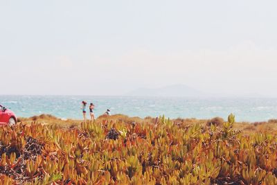 Close-up of plants growing at beach against sky on sunny day