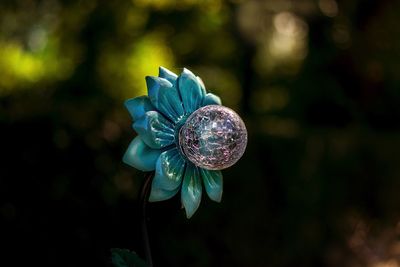 Close-up of purple flower in glass