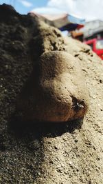 Close-up of crab on rock