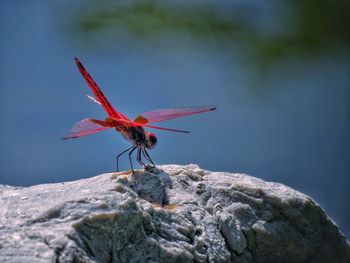 Close-up of dragonfly on rock