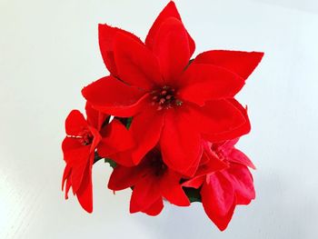 Close-up of red flowering plant against white background