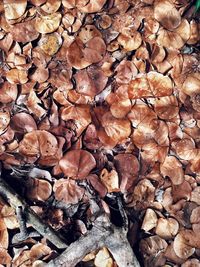 High angle view of dry leaves on land