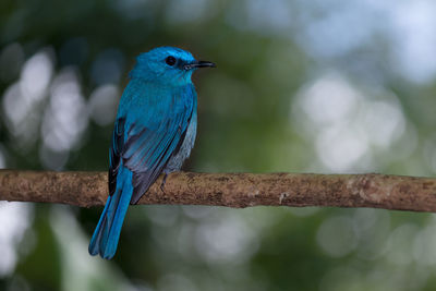 Close-up of blue perching on tree branch