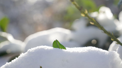 Close-up of snow on plant during winter