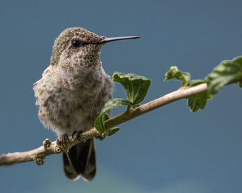 Close-up of bird perching on tree