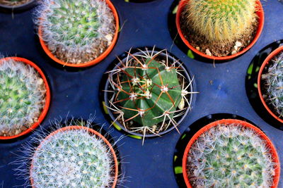 Directly above shot of potted cactuses