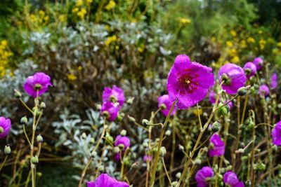Close-up of pink flowers blooming in field
