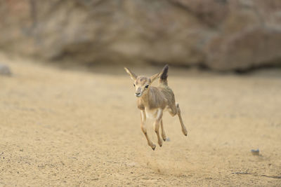 Dog running on sand