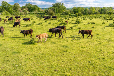 Horses grazing in a field