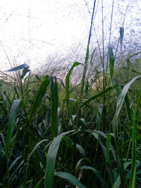 Close-up of grass growing in field