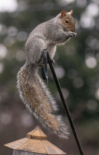 A garden squirrel climba a pole to get to a bird feeder