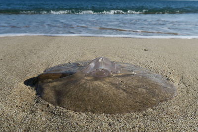 View of crab on beach