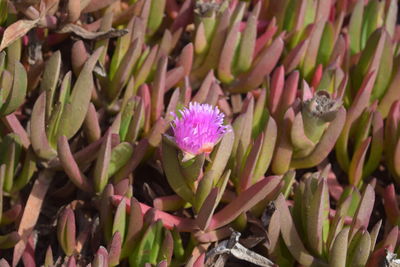 High angle view of pink flowering plant