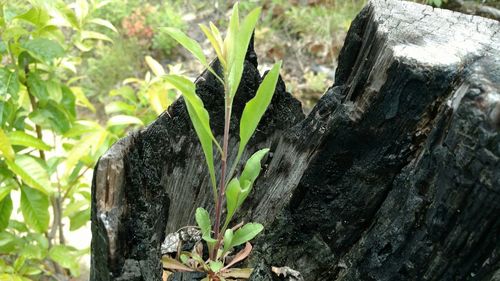 Close-up of plants