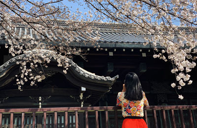 A look from behind a girl viewing fully bloomed sakura in front of a shrine in tokyo, japan