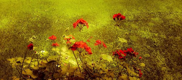 Close-up of red flowers