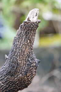 Close-up of tree trunk in forest