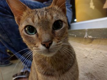 Close-up portrait of cat