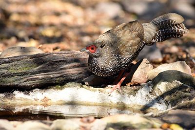 Close-up of bird on rock