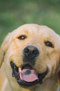 Close-up portrait of dog