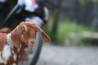Close-up of a little goat