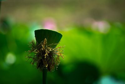 Close-up of plant pod