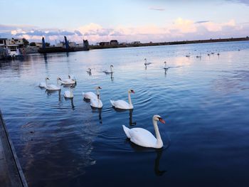 Swans swimming in lake against sky