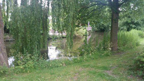 Trees growing in pond